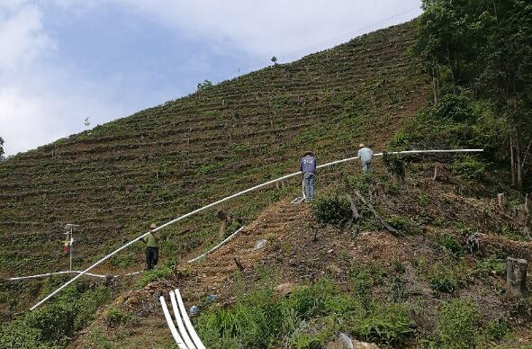 巧用滴灌，農(nóng)專(zhuān)家手把手教你種出好柚子！